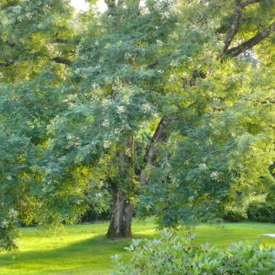 Vue du Sophora en fleurs